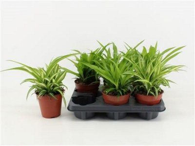 Dieff Mixed Ecopot, 12cm Pot Size, 40cm Tall, Mixed Ecopot Dieff ...
