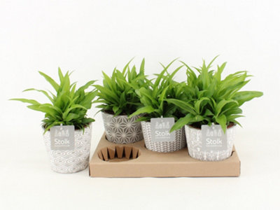 Dieff Spotty, 17cm Pot Size, 75cm Tall, Dieffenbachia Spotty, Indoor ...
