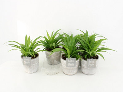 Dieff Sublime, 12cm Pot Size, 40cm Tall, Dieffenbachia Sublime, Indoor ...