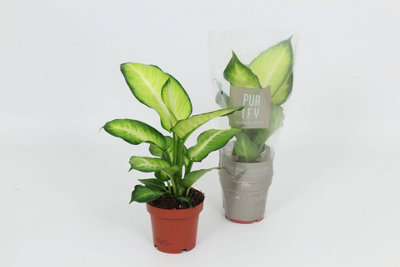 Dieff Summer Style, 12cm Pot Size, 40cm Tall, Dieffenbachia Summer ...