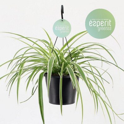 Dieff Tropicel, 24cm Pot Size, 90cm Tall, Dieffenbachia Tropic Snow ...