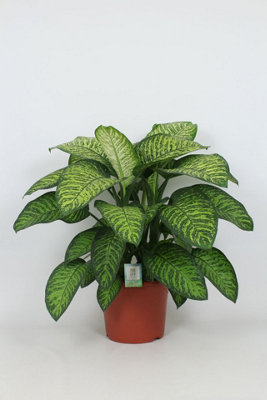 Dieff Tropicel, 35cm Pot Size, 100cm Tall, Dieffenbachia Tropicel ...