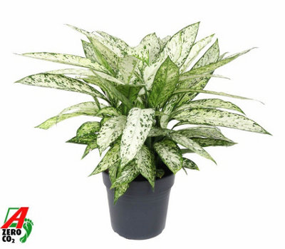 Dieff Vesuvius, 27cm Pot Size, 80cm Tall, Foxglove Hanabee White ...
