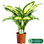 Dieffenbachia 'Camilla' - Lush Foliage Plant for Indoor Environments, Easy Care, Air-Purifying (20-30cm)