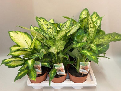 parlor palm plant Parlor Palm