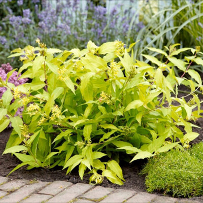 Diervilla rivularis Honeybee 2 Litre Potted Plant x 2