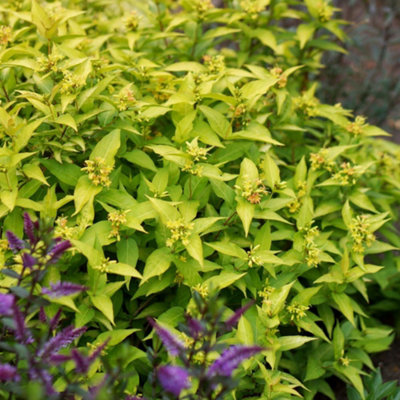 Diervilla rivularis Honeybee 9cm Potted Plant x 2