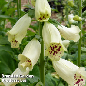 Digitalis Dalmatian Cream 1 Litre Potted Plant x 1