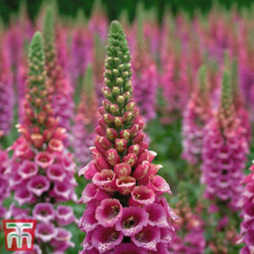 Digitalis (Foxglove) Candy Mountain 9cm Potted Plant x 1