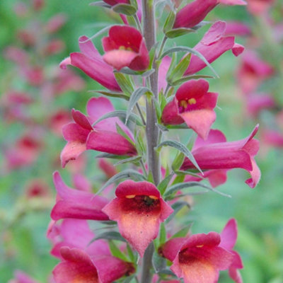 Digitalis Illumination Raspberry Foxglove Perennial Pink Orange Bell ...