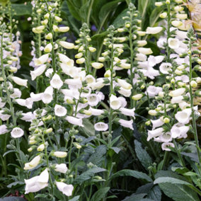 Digitalis Lucas White - Foxglove, White Bell-Shaped Flowers, Part Shade, Small Size (10-20cm Height Including Pot)