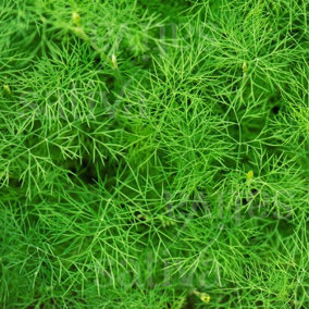 Dill - Anethum Graveolens - 1L Pot -  Garden Herb