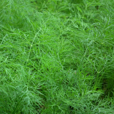 Dill Seeds (1000 Seeds) - Fragrant Herb for Pickling, Cooking, and Gardens
