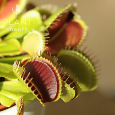 Dionaea Muscipula Venus Fly Trap 12cm Pot 20cm Tall Indoor Plant Plant Theory