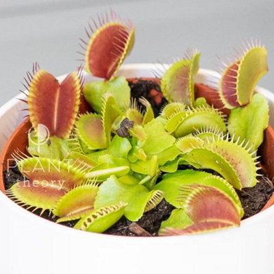 Dionaea Muscipula Venus Fly Trap 12cm Pot 20cm Tall Indoor Plant Plant Theory - 3