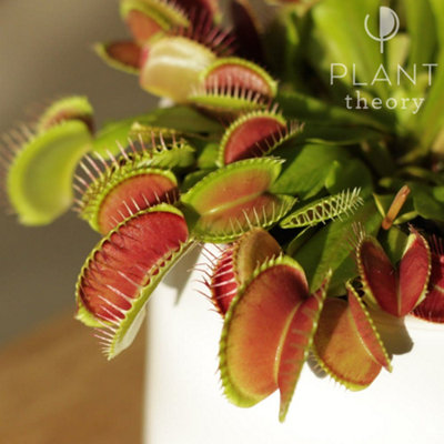 Dionaea Muscipula Venus Fly Trap 12cm Pot 20cm Tall Indoor Plant Plant Theory - 4