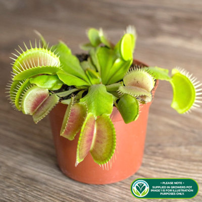 Dionea muscipula - Indoor Venus Fly Trap Plant, Carnivorous Houseplant for Tabletop, Home, Office (5-10cm Height)
