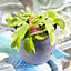 Dionea muscipula Venus Fly Trap - Carnivorous Indoor Plant, Home Office Tabletop Houseplant, Easy Care (5-10cm Height)