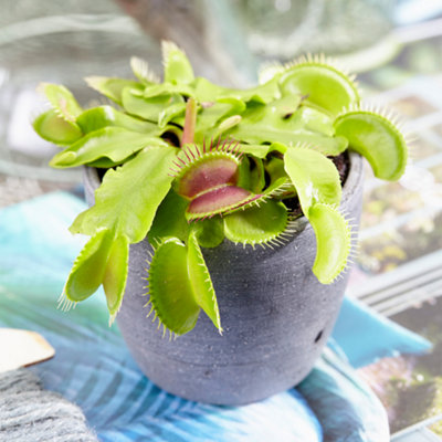 Dionea muscipula Venus Fly Trap - Carnivorous Indoor Plant, Home Office Tabletop Houseplant, Easy Care (5-10cm Height)