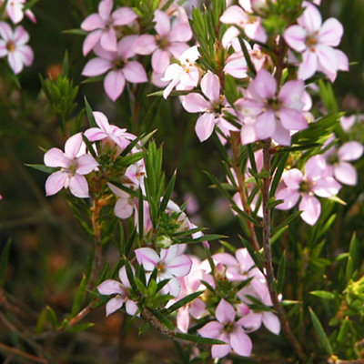 Diosma Pink Fountain - Evergreen Shrub, Pink Flowers, Full Sun (20-30cm Height Including Pot)