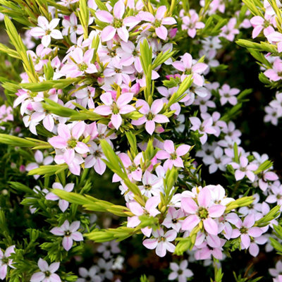 Diosma Sunset Gold - Evergreen Shrub, Gold Foliage, Full Sun (20-30cm Height Including Pot)