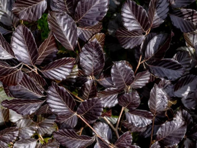 Direct Plants 100x 7-8ft Copper Purple Beech Hedging Trees, Extra Large ...