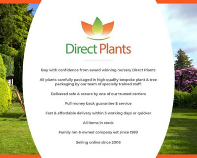 Direct Plants 100x Green Leylandii Cupressocyparis Leylandii Hedging Trees 3ft - Pallet of 100 Supplied in 2 Litre Pots