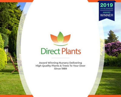 Direct Plants 100x Green Leylandii Cupressocyparis Leylandii Hedging Trees 3ft - Pallet of 100 Supplied in 2 Litre Pots