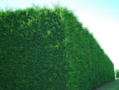 DIRECT PLANTS 10X LARGE 4-5FT GREEN LEYLANDII TREES - EVERGREEN HEDGING ...