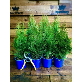 Direct Plants 10x Thuja Smaragd Dwarf Ornamental Conifer Plants Trees Large Supplied in 1 Litre Pots