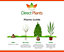 Direct Plants 10x Thuja Smaragd Dwarf Ornamental Conifer Plants Trees Large Supplied in 11cm Pots