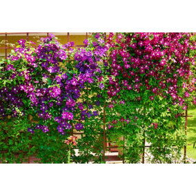 Direct Plants 12x Large Mixed Flowering Clematis Climbing Plants Selection Supplied in 3 Litre Pots