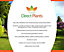 Direct Plants 1X 3-4FT DWARF PRUNUS STELLA CHERRY FRUIT TREE - MINI FRUIT TREE - 5L