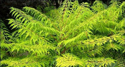 Rhus tiger eyes deals