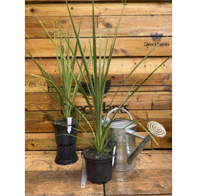Direct Plants 2x Cordyline Australis Palm Plants 60cm Supplied in 2 Litre Pots