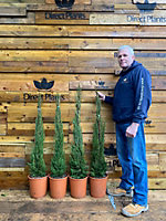 Direct Plants 2x Matching Pair Italian Cypress Trees Cupressus Sempervirens 4ft Tall Large Supplied in 10 Litre Pots