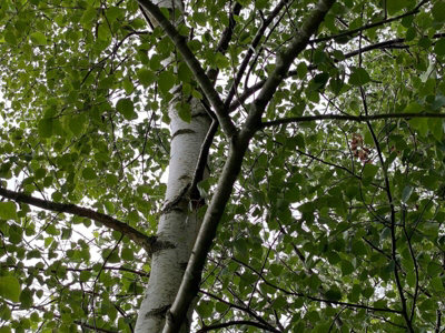 Direct Plants 3x Betula Pendula Silver Birch Tree Pack of 3 Trees 3-4ft Tall Supplied in 2/3 Litre Pots