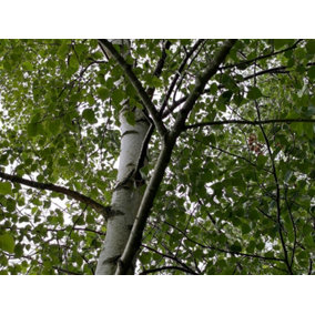 Direct Plants 3x Betula Pendula Silver Birch Tree Pack of 3 Trees 3-4ft Tall Supplied in 2/3 Litre Pots