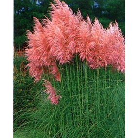 Direct Plants 3x Cortaderia Rosea Pink Pampas Grass Plants Pack of 3 3-4ft Plants Supplied in 3 Litre Pots