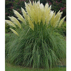 Direct Plants 3X Cortaderia Selloana White Pampas Grass Plants Pack of 3 3-4ft Supplied in 3 Litre Pots