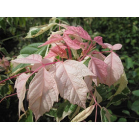Direct Plants Acer Flamingo Tree Pink White Variegated Leaves 5ft Supplied in a 7.5 Litre Pot