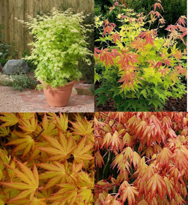 Direct Plants Acer Orange Dream 2-3ft Golden Japanese Maple Tree 5L Pot