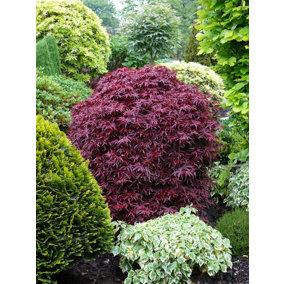 Direct Plants Acer Palmatum Shaina Japanese Maple Tree 40-60cm Supplied in a 5 Litre Pot