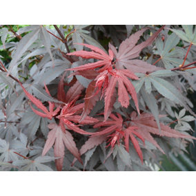 Direct Plants Acer Palmatum Skeeters Broom Japanese Maple Tree 60-70cm Supplied in a 5 Litre Pot