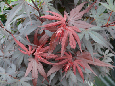 Direct Plants Acer Skeeters Broom 4ft XL Japanese Maple Tree 10L Pot