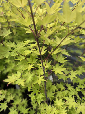 Direct Plants Acer Summer Gold 2-3ft Golden Japanese Maple Tree 5L Pot