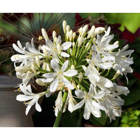 Direct Plants Agapanthus Alba White Perennial Plants Pack of 3 Supplied in 9cm Pots