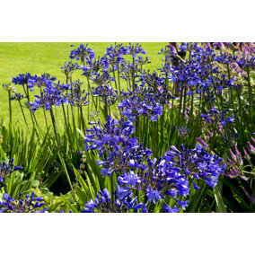 Direct Plants Agapanthus Blue Perennial Plants African Blue Lily Pack of 3 Supplied in 9cm Pots