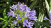 Direct Plants Agapanthus Umbellatus Blue Perennial Plants African Blue Lily Extra Large Supplied in 2/3 Litre Pot