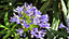 Direct Plants Agapanthus Umbellatus Blue Perennial Plants African Blue Lily Extra Large Supplied in 2/3 Litre Pot